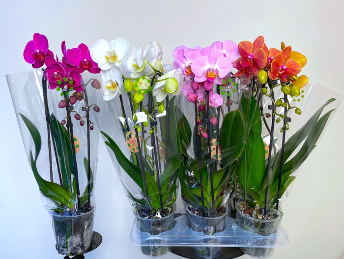 <h4>PHAL EL CASCADE</h4>