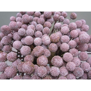 Craspedia Metallic Rood