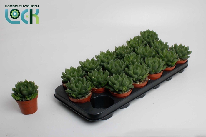 <h4>Haworthia Cooperii</h4>