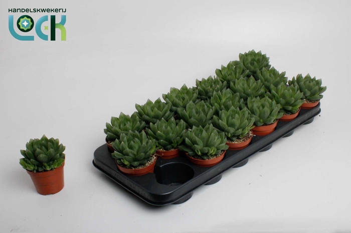 <h4>Haworthia Cooperii</h4>