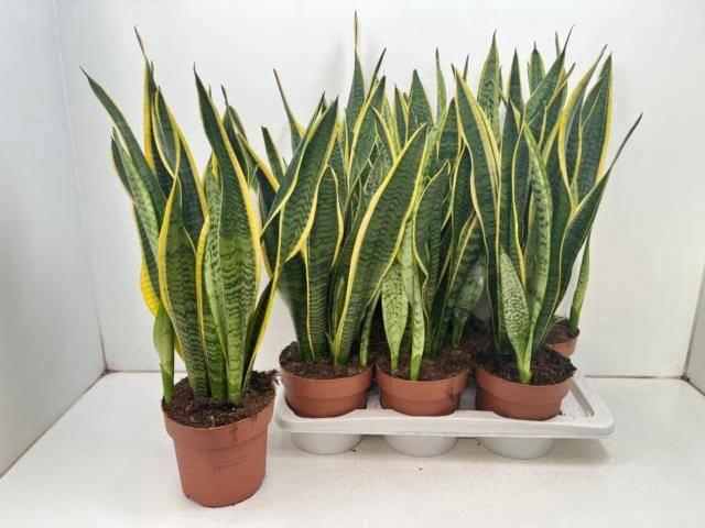 <h4>SANSEV LAURENTII</h4>