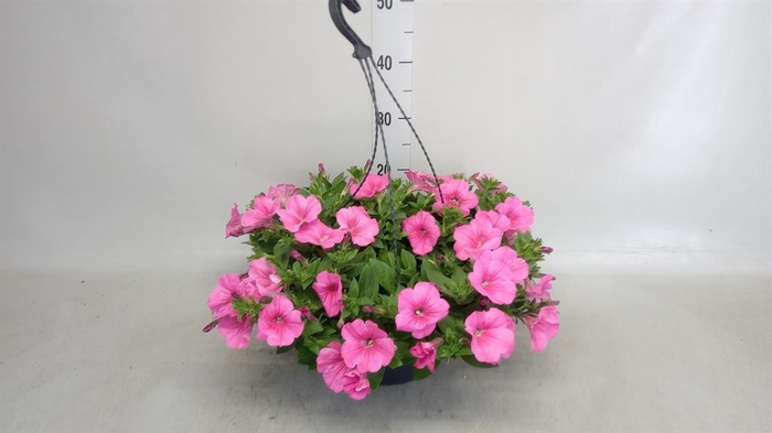 <h4>Petunia ...</h4>