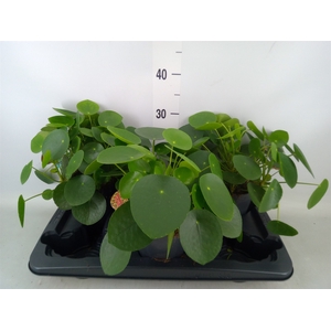 Pilea peperomoides
