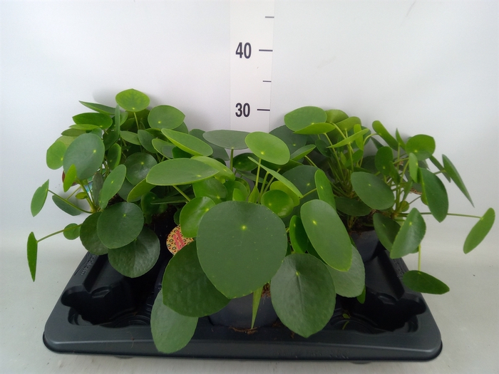 <h4>Pilea peperomoides</h4>