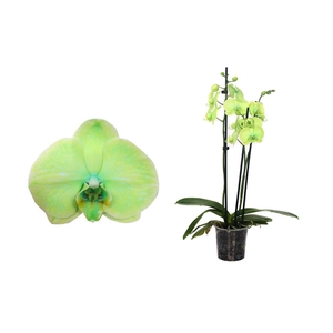 Phal I Am Green 3T18+ (24u levertijd)