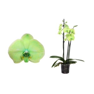 Phal I Am Green 3T18+ (24u levertijd)