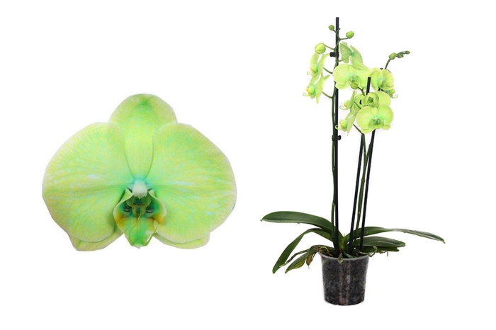 <h4>Phal I Am Green 3T18+ (24u levertijd)</h4>