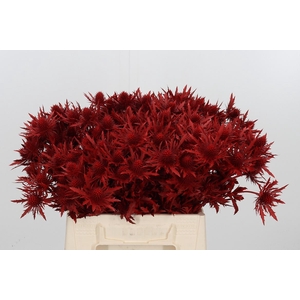 Eryn Orion Kl Bh Rood