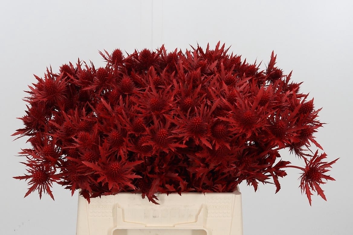 <h4>Eryn Orion Kl Bh Rood</h4>