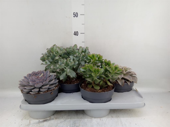 <h4>Succulents   ...</h4>