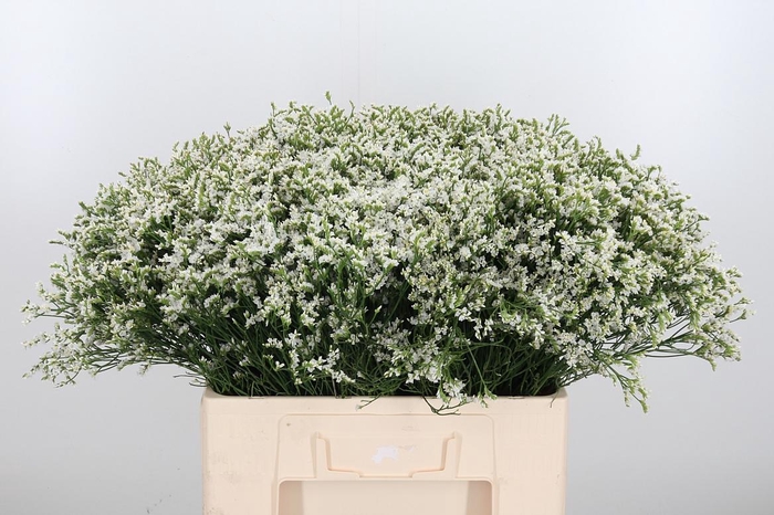 <h4>Lim Sin Sen Tip Top</h4>