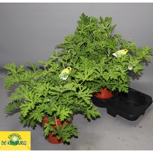 PEL GRAV LEMON TREE