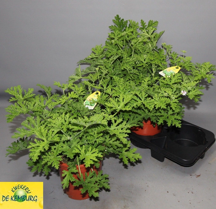 <h4>PEL GRAV LEMON TREE</h4>