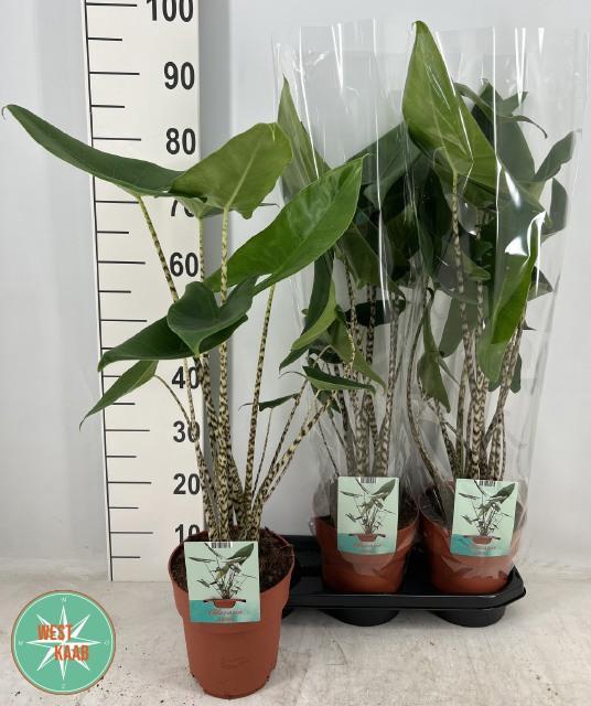 <h4>ALOC ZEBRINA</h4>