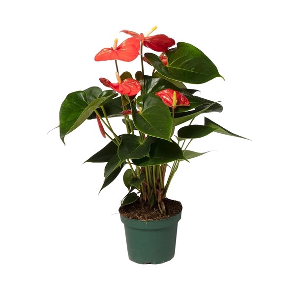 <h4>Anthurium Solara 12cm</h4>