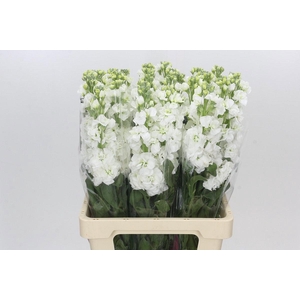 MATTH IRON WHITE