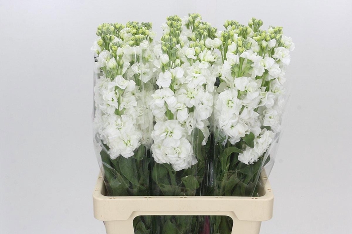 <h4>MATTH IRON WHITE</h4>