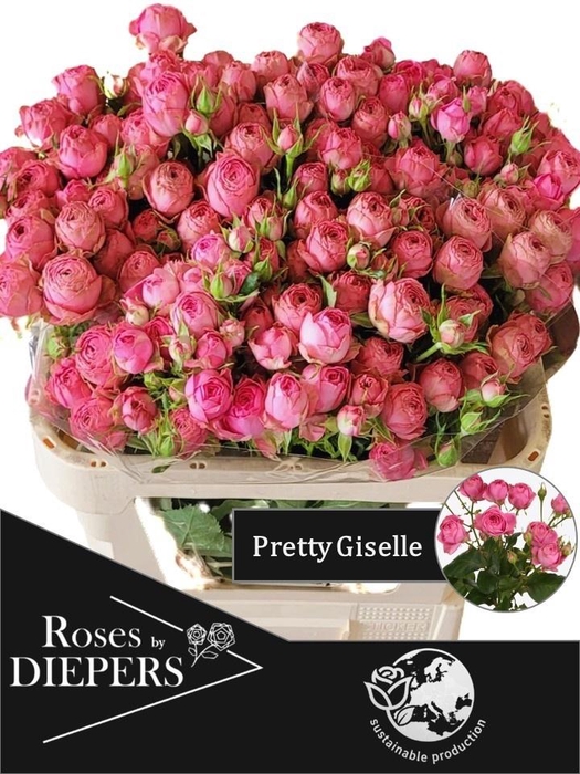 <h4>R TR PRETTY GISELLE!</h4>