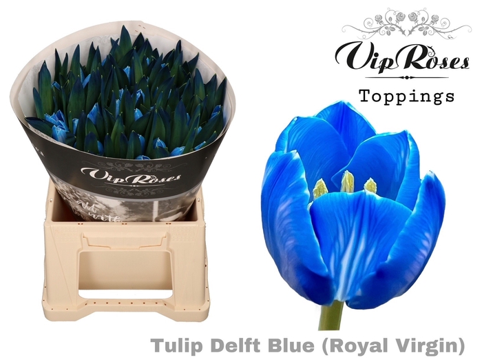 TU EN RV DELFT BLUE