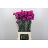 Dianthus St Tiepolo Fucsia