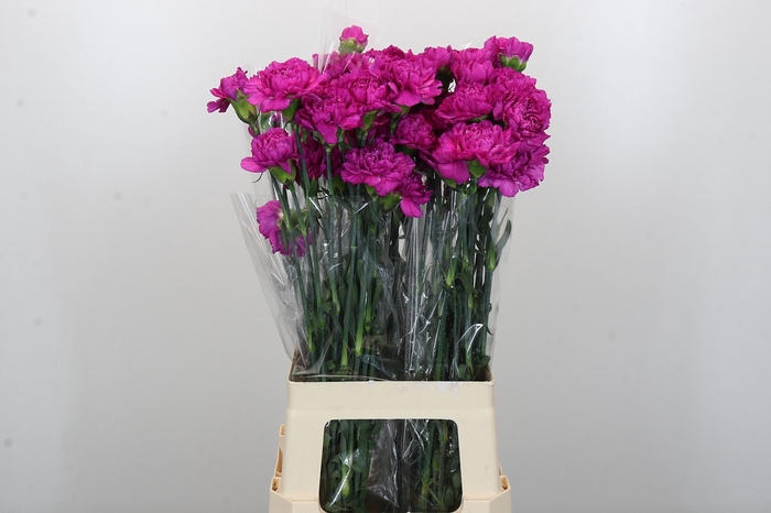 Dianthus St Tiepolo Fucsia