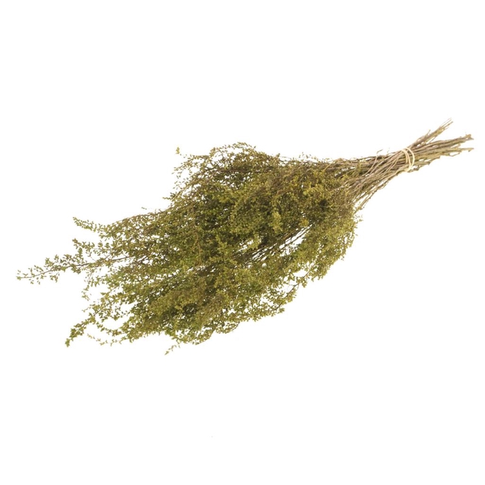 <h4>Solidago Plant Green</h4>