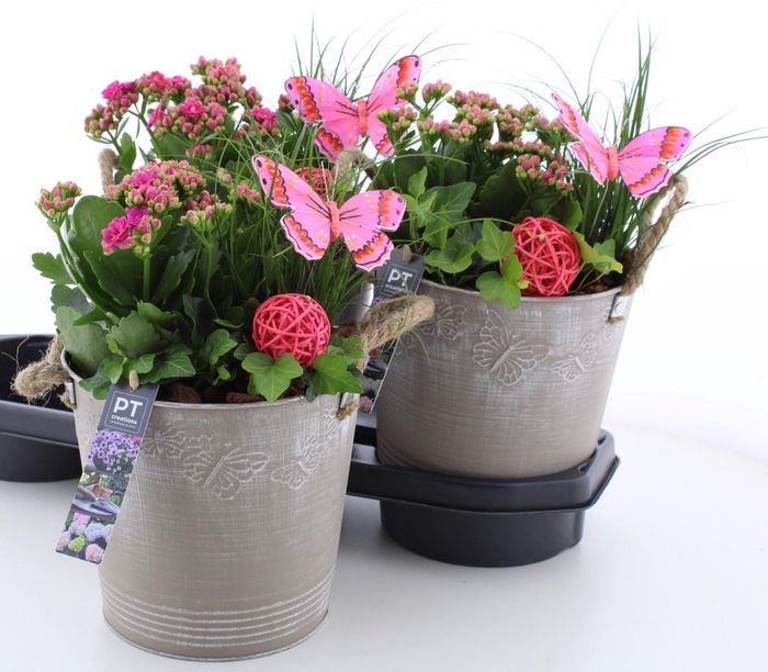 <h4>ARR TUINPLANTEN</h4>