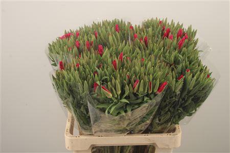 <h4>Clarkia Am Gr Red</h4>