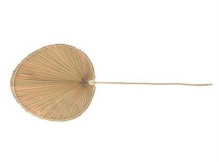 <h4>Dried Palm Ovaal Xl Per Stem L115 W45</h4>