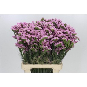Limonium sinuatum Pink