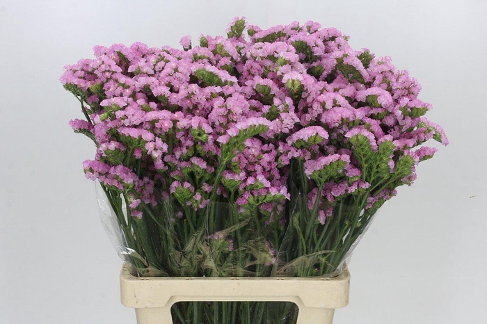 <h4>Limonium sinuatum Pink</h4>