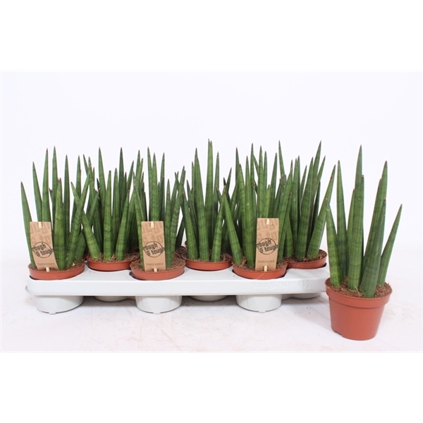 <h4>Sansevieria Tough Guy Mikado</h4>