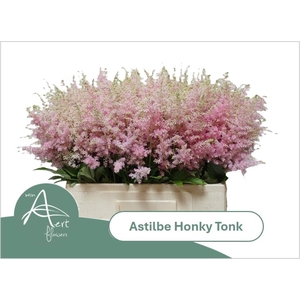 ASTIL AR HONKY TONK