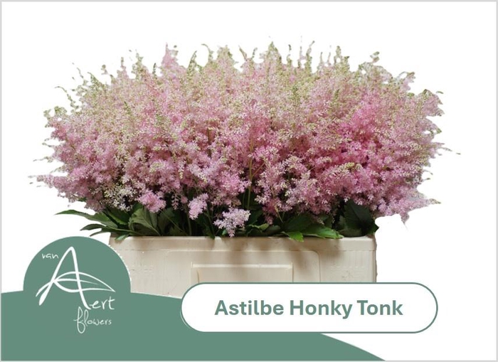 <h4>ASTIL AR HONKY TONK</h4>