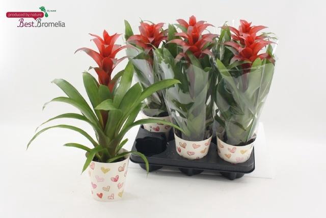 <h4>GUZM ALLURA</h4>