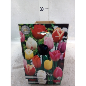 Tulipa   ...flowerbulbs