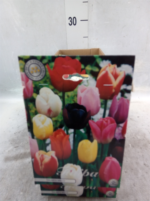 <h4>Tulipa   ...flowerbulbs</h4>