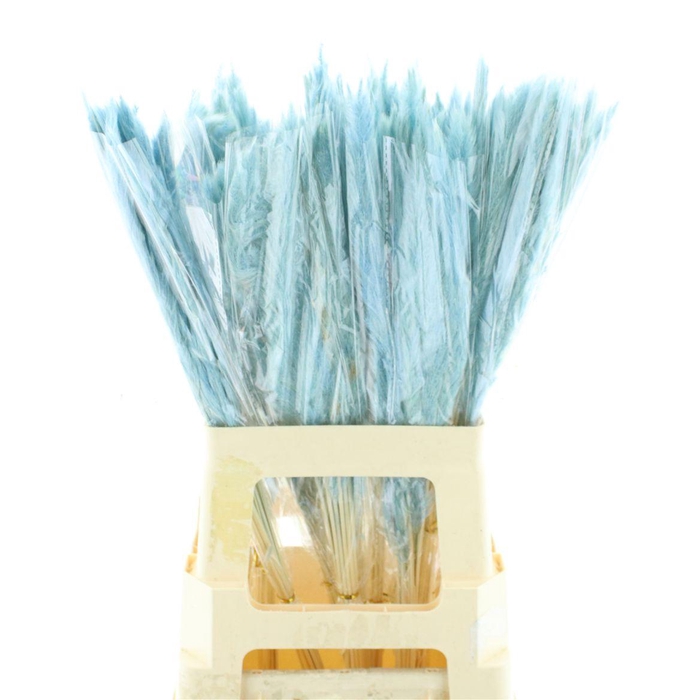 <h4>Dried Pampas Fluffy Baby Blue</h4>