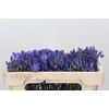 Agapanthus EYFORI Blue