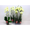 Phal El Cascade Mint Green