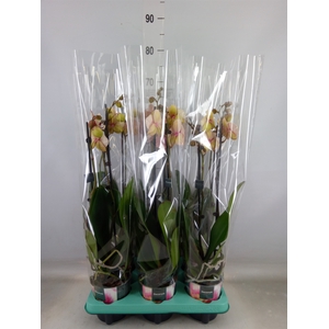Phalaenopsis multi.   ...