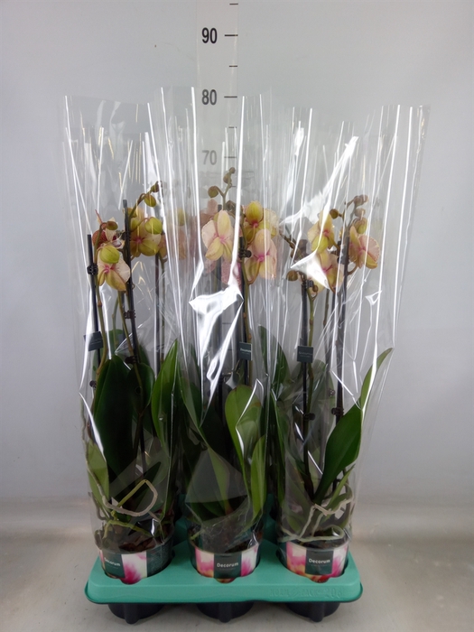 <h4>Phalaenopsis multi.   ...</h4>