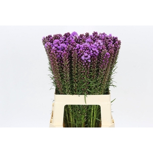 Liatris Spicata