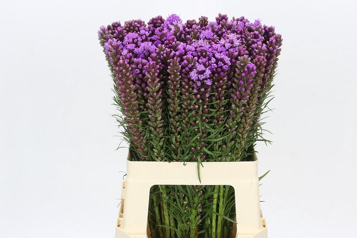 <h4>Liatris Spicata</h4>