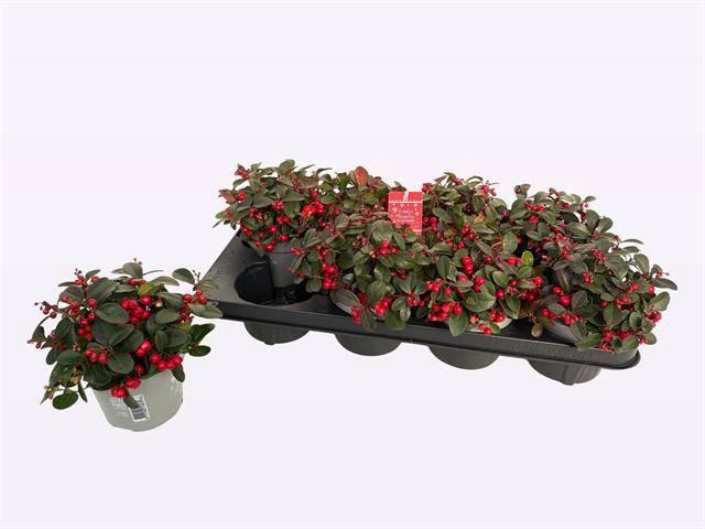 <h4>GAULTH PR CIAO B RED</h4>