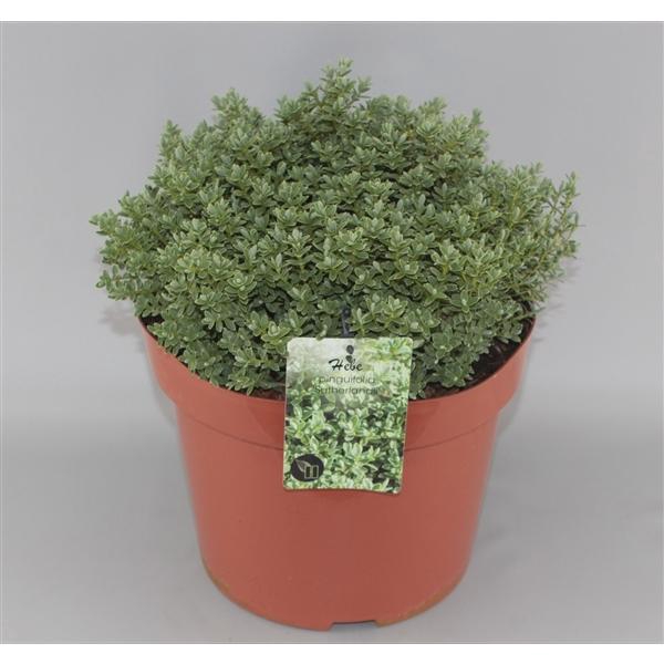 <h4>Hebe pinguifolia 'Sutherlandii' C10</h4>