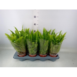 Nephrolepis exal. 'Green Lady'