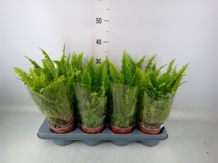 <h4>Nephrolepis exal. 'Green Lady'</h4>