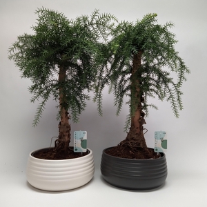 Araucaria Cunninghamii Bonsai 'Spiral' 26 cm - Ball Shape