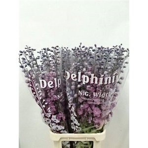 Delph Du Dewi Melody Dark P
